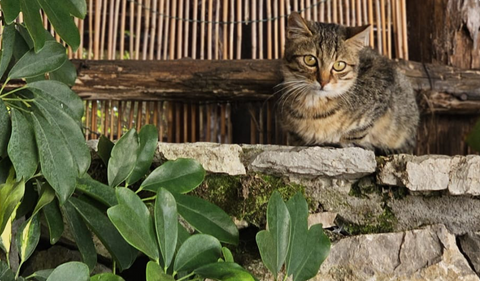 Il Rispetto della Natura a Casa Scola: Un Modello di Agriturismo Sostenibile