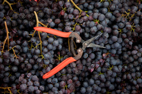 La Vendemmia