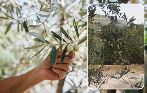 La raccolta delle Olive